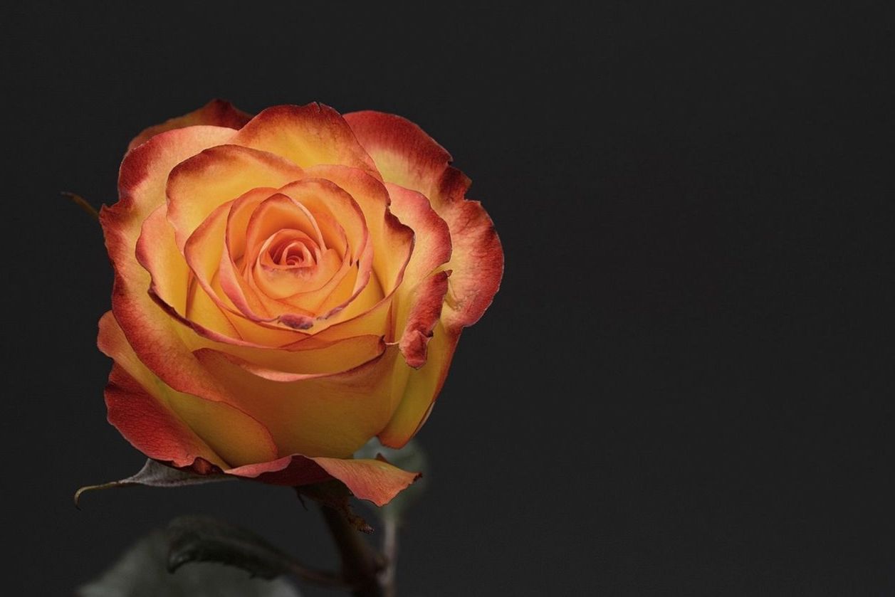 Bos met witte tulpen en groene bladeren